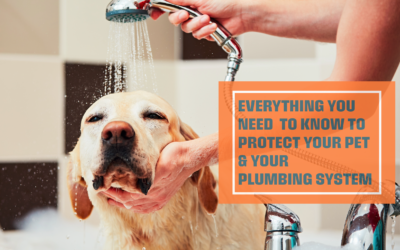 Everything You Need to Know to Protect Your Pet & Your Plumbing System